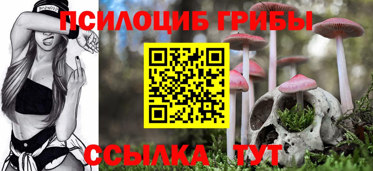 Галлюциногенные грибы Psilocybine cubensis Северск